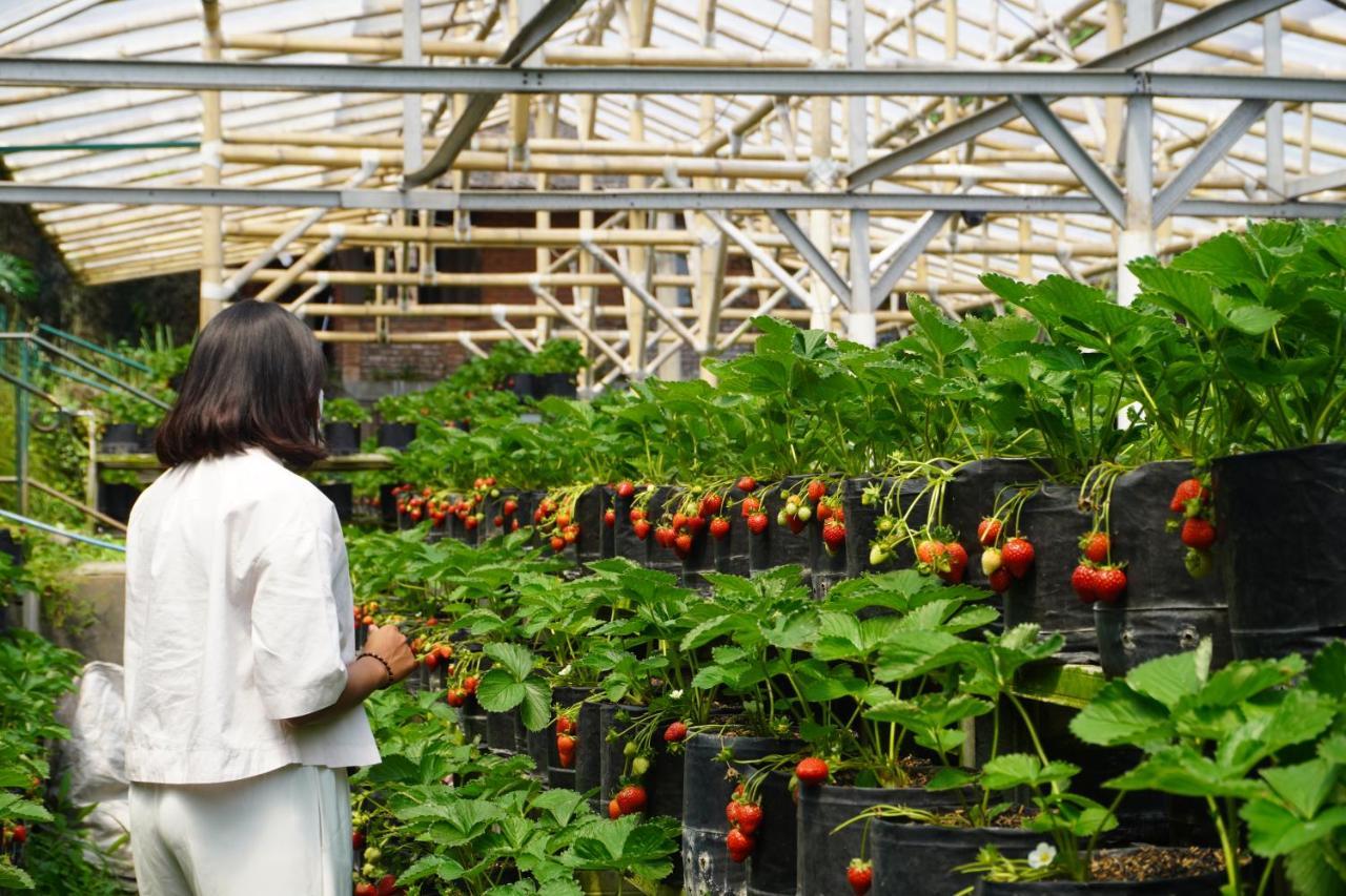 Rumah Stroberi Organic Farm & Family Lodge Lembang Luaran gambar